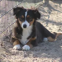 Mia, a female Toy Australian Shepherd for sale in Normangee, TX – Photo 8 of 8
