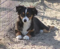 Mia, a female Toy Australian Shepherd for sale in Normangee, TX – Photo 8 of 8