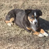 Mia, a female Toy Australian Shepherd for sale in Normangee, TX – Photo 2 of 8