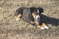 Mia, a female Toy Australian Shepherd for sale in Normangee, TX – Photo 2 of 8