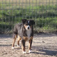 Mia, a female Toy Australian Shepherd for sale in Normangee, TX – Photo 4 of 8