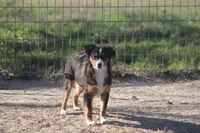 Mia, a female Toy Australian Shepherd for sale in Normangee, TX – Photo 4 of 8