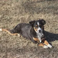 Mia, a female Toy Australian Shepherd for sale in Normangee, TX – Photo 3 of 8