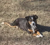 Mia, a female Toy Australian Shepherd for sale in Normangee, TX – Photo 3 of 8