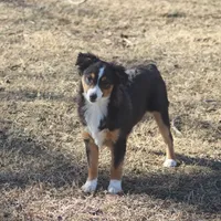 Mia, a female Toy Australian Shepherd for sale in Normangee, TX – Photo 6 of 8