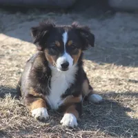 Mia, a female Toy Australian Shepherd for sale in Normangee, TX – Photo 1 of 8