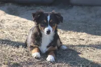 Mia, a female Toy Australian Shepherd for sale in Normangee, TX – Photo 1 of 8