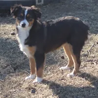 Mia, a female Toy Australian Shepherd for sale in Normangee, TX – Photo 5 of 8