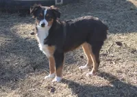 Mia, a female Toy Australian Shepherd for sale in Normangee, TX – Photo 5 of 8