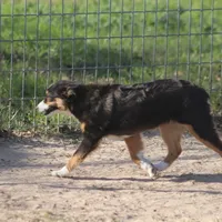 Mia, a female Toy Australian Shepherd for sale in Normangee, TX – Photo 7 of 8