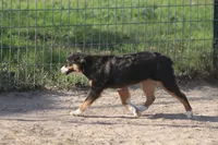 Mia, a female Toy Australian Shepherd for sale in Normangee, TX – Photo 7 of 8