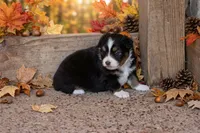 Weston, a male Toy Australian Shepherd for sale in Normangee, TX – 3 of 3