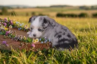 Avery, a female Toy Australian Shepherd for sale in Normangee, TX – 3 of 3