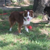 Blaze, a female Toy Australian Shepherd for sale in Normangee, TX – Photo 3 of 4