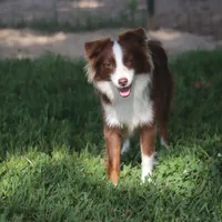 Blaze, a female Toy Australian Shepherd for sale in Normangee, TX – Photo 2 of 4
