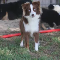 Blaze, a female Toy Australian Shepherd for sale in Normangee, TX – Photo 4 of 4
