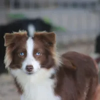 Blaze, a female Toy Australian Shepherd for sale in Normangee, TX – Photo 1 of 4