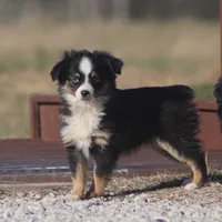 Emma (tiny girl), a female Toy Australian Shepherd for sale in Normangee, TX – Photo 1 of 4