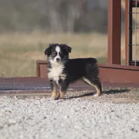 Emma (tiny girl), a female Toy Australian Shepherd for sale in Normangee, TX – Photo 2 of 4