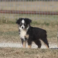 Emma (tiny girl), a female Toy Australian Shepherd for sale in Normangee, TX – Photo 3 of 4