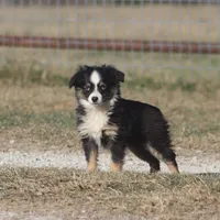 Emma (tiny girl), a female Toy Australian Shepherd for sale in Normangee, TX – Photo 4 of 4