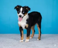 Cody, a male Toy Australian Shepherd for sale in Normangee, TX – 2 of 4