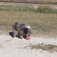 Snoopy (Teacup), a male Toy Australian Shepherd for sale in Normangee, TX – Photo 4 of 10