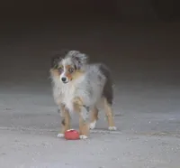Snoopy (Teacup), a male Toy Australian Shepherd for sale in Normangee, TX – Photo 10 of 10