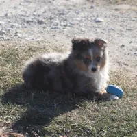 Snoopy (Teacup), a male Toy Australian Shepherd for sale in Normangee, TX – Photo 3 of 10