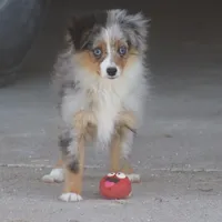 Snoopy (Teacup), a male Toy Australian Shepherd for sale in Normangee, TX – Photo 9 of 10