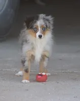 Snoopy (Teacup), a male Toy Australian Shepherd for sale in Normangee, TX – Photo 9 of 10