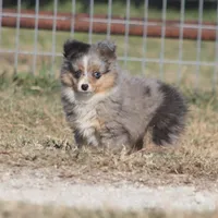 Snoopy (Teacup), a male Toy Australian Shepherd for sale in Normangee, TX – Photo 1 of 10