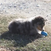 Snoopy (Teacup), a male Toy Australian Shepherd for sale in Normangee, TX – Photo 5 of 10