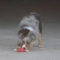 Snoopy (Teacup), a male Toy Australian Shepherd for sale in Normangee, TX – Photo 8 of 10
