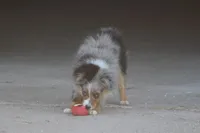 Snoopy (Teacup), a male Toy Australian Shepherd for sale in Normangee, TX – Photo 8 of 10