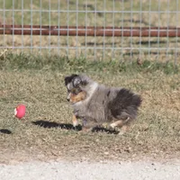Snoopy (Teacup), a male Toy Australian Shepherd for sale in Normangee, TX – Photo 7 of 10