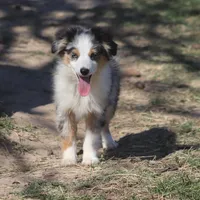 Reese, a female Toy Australian Shepherd for sale in Normangee, TX – Photo 8 of 10