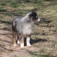 Reese, a female Toy Australian Shepherd for sale in Normangee, TX – Photo 9 of 10