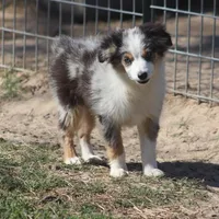 Reese, a female Toy Australian Shepherd for sale in Normangee, TX – Photo 6 of 10