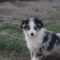 Reese, a female Toy Australian Shepherd for sale in Normangee, TX – Photo 10 of 10