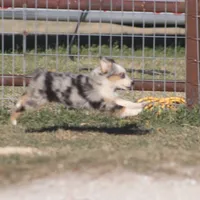 Reese, a female Toy Australian Shepherd for sale in Normangee, TX – Photo 4 of 10