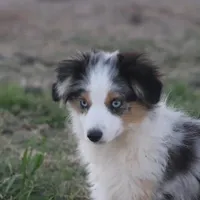 Reese, a female Toy Australian Shepherd for sale in Normangee, TX – Photo 1 of 10