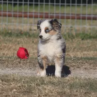 Reese, a female Toy Australian Shepherd for sale in Normangee, TX – Photo 3 of 10