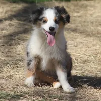 Reese, a female Toy Australian Shepherd for sale in Normangee, TX – Photo 7 of 10