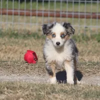 Reese, a female Toy Australian Shepherd for sale in Normangee, TX – Photo 5 of 10
