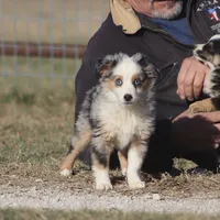 Reese, a female Toy Australian Shepherd for sale in Normangee, TX – Photo 2 of 10