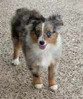 Snoopy (Teacup), a male Toy Australian Shepherd for sale in Normangee, TX – 3 of 3