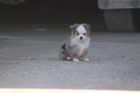 Rains Tiny BMM (Teacup), a male Toy Australian Shepherd for sale in Normangee, TX – Photo 3 of 7