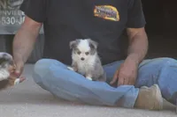 Rains Tiny BMM (Teacup), a male Toy Australian Shepherd for sale in Normangee, TX – Photo 1 of 7
