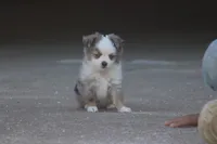 Rains Tiny BMM (Teacup), a male Toy Australian Shepherd for sale in Normangee, TX – Photo 6 of 7